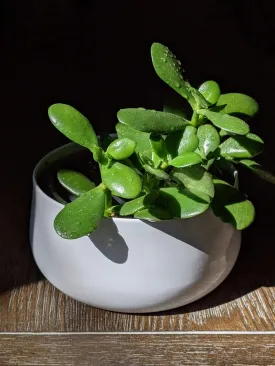 Intelligent Silk Lamp